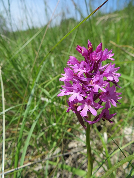 Orchidee marchigiane da identificare