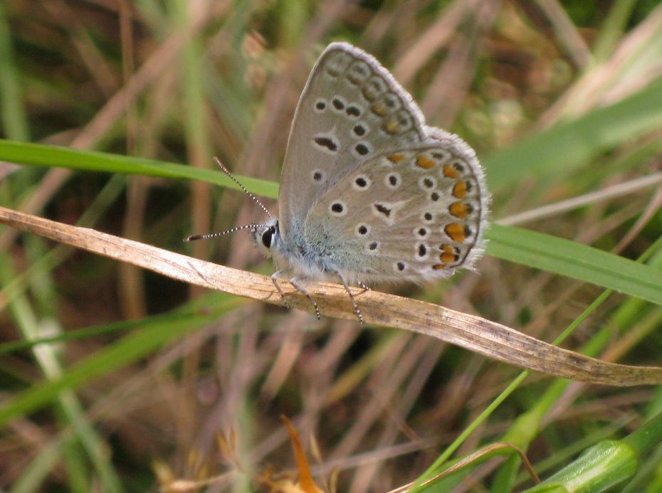 Banalissima Polyommatus icarus?