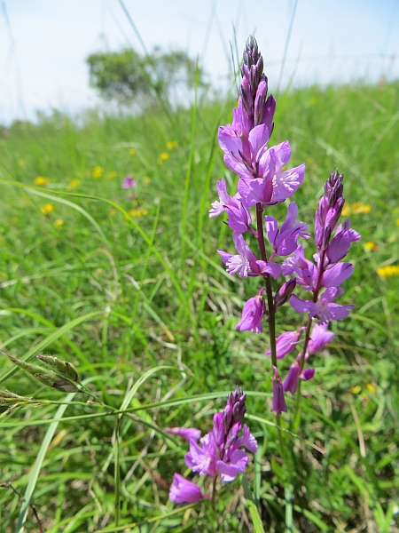 Orchidee marchigiane da identificare