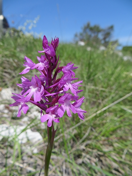 Orchidee marchigiane da identificare