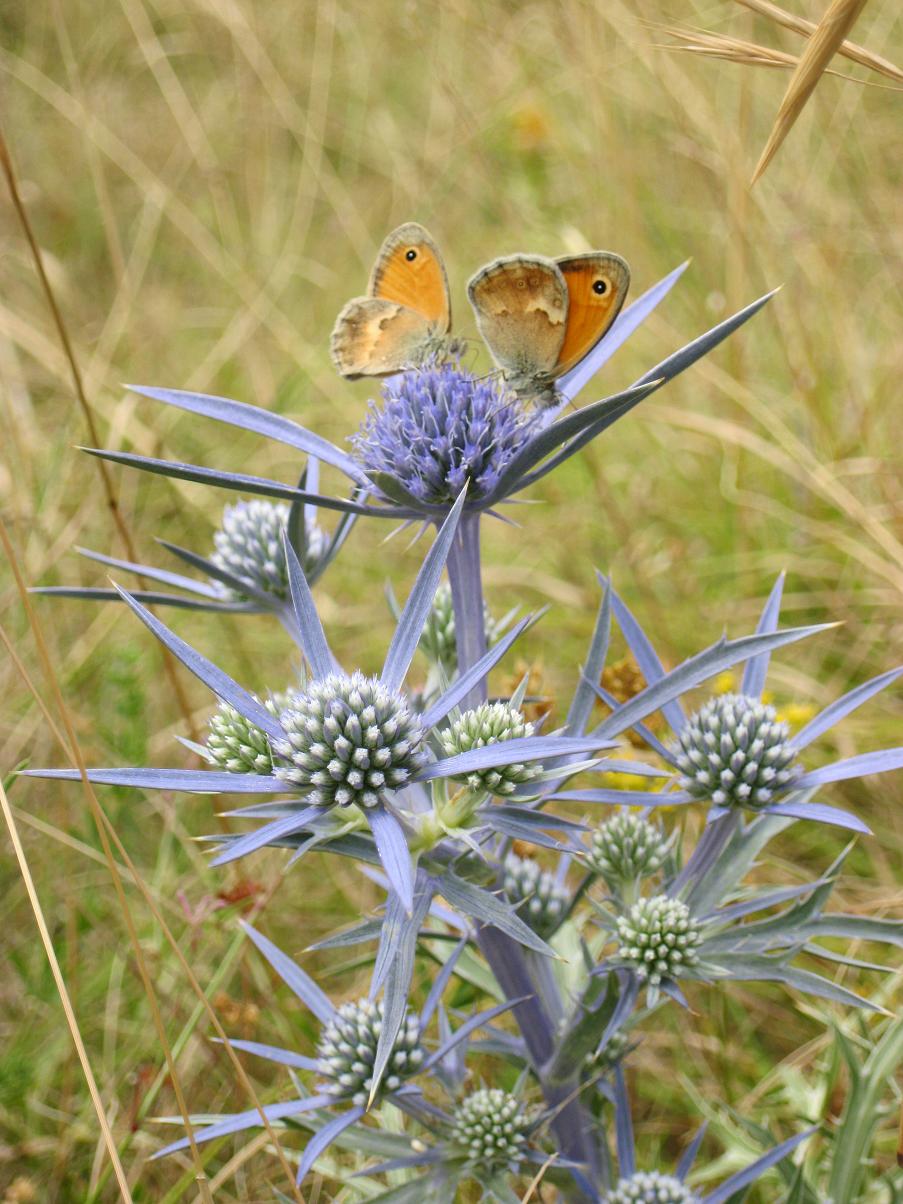 Satyride da id 2 : Coenonympha pamphilus