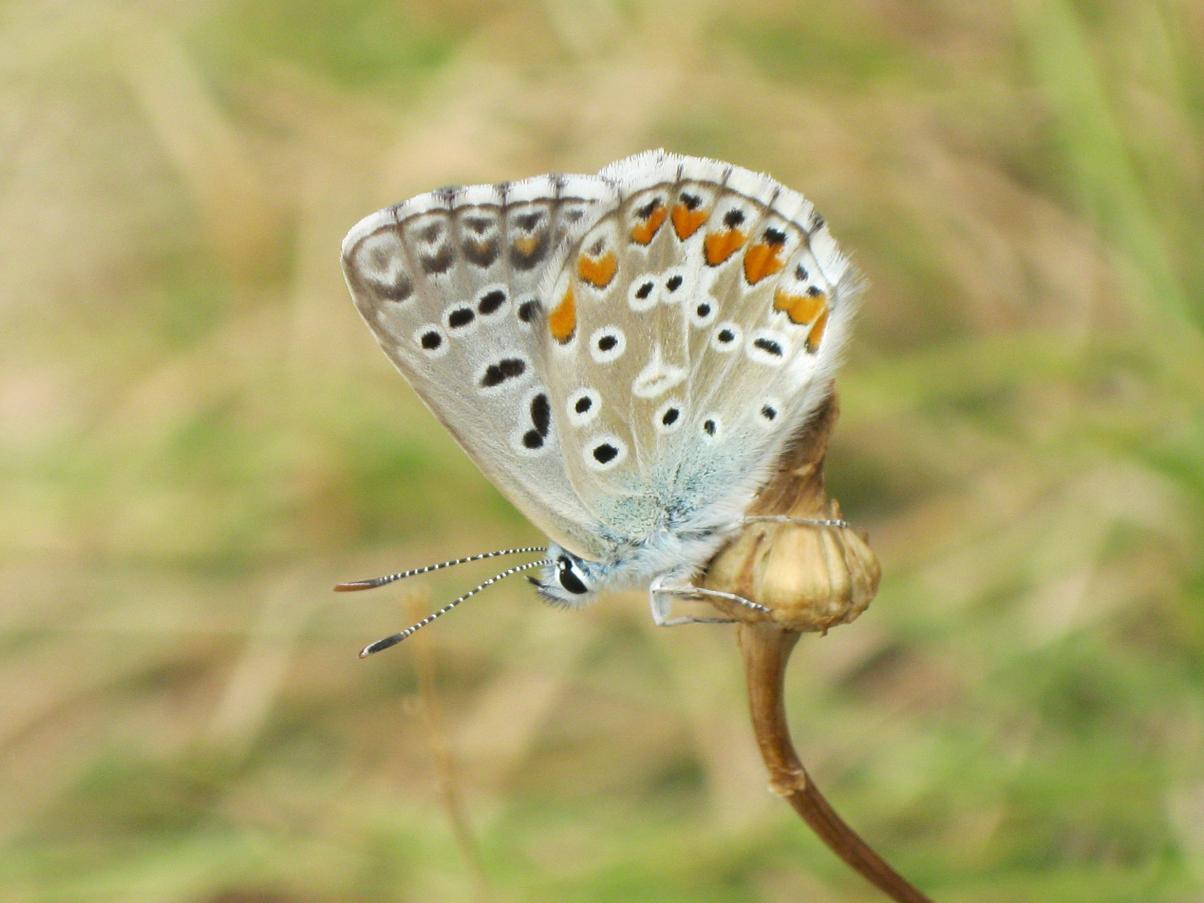 Polyommatus bellargus? Si