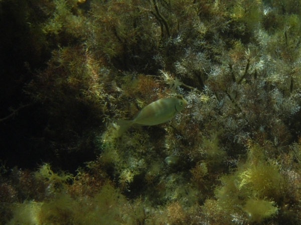 Pesci di Cipro 1 (Siganus rivulatus)