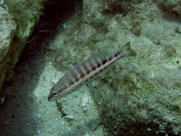 Pesci di Cipro 16 (Serranus cabrilla)