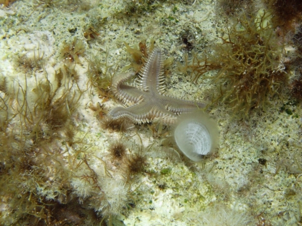 Stella marina cipriota: Astropecten platyacanthus