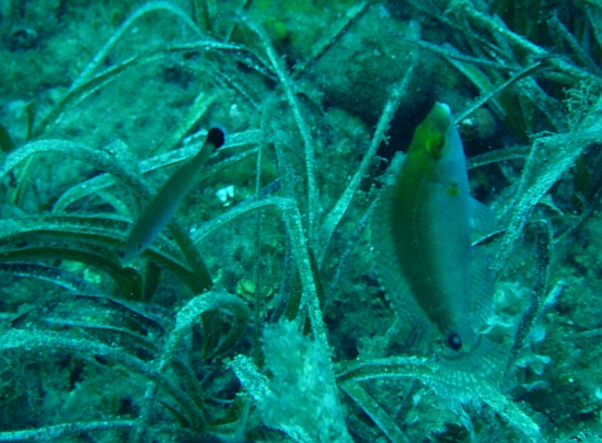 Coppia di Labridi: Symphodus mediterraneus, S. melanocercus