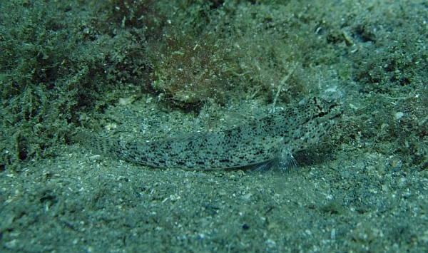 Gobius incognitus