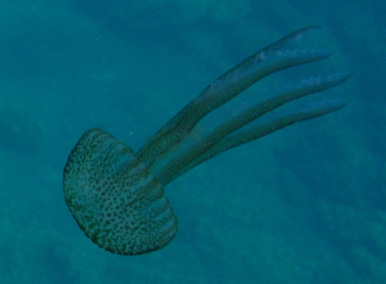 Pelagia noctiluca