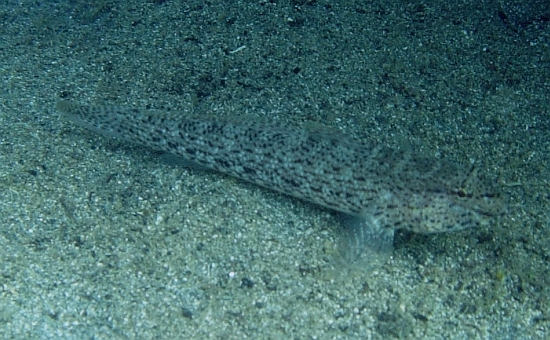 Gobius incognitus