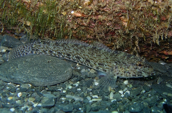 Gobius incognitus