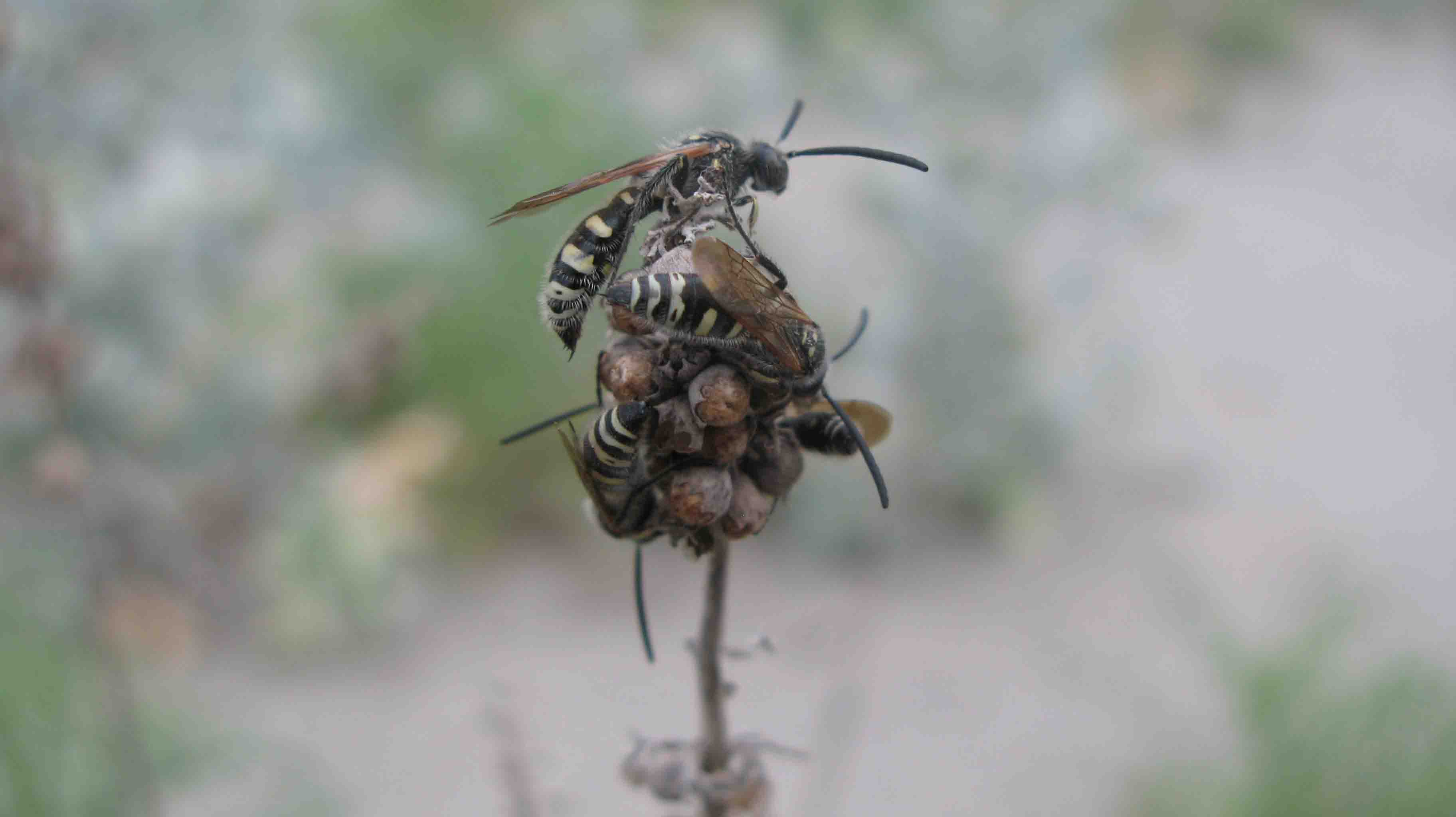 Maschi di Colpa sexmaculata