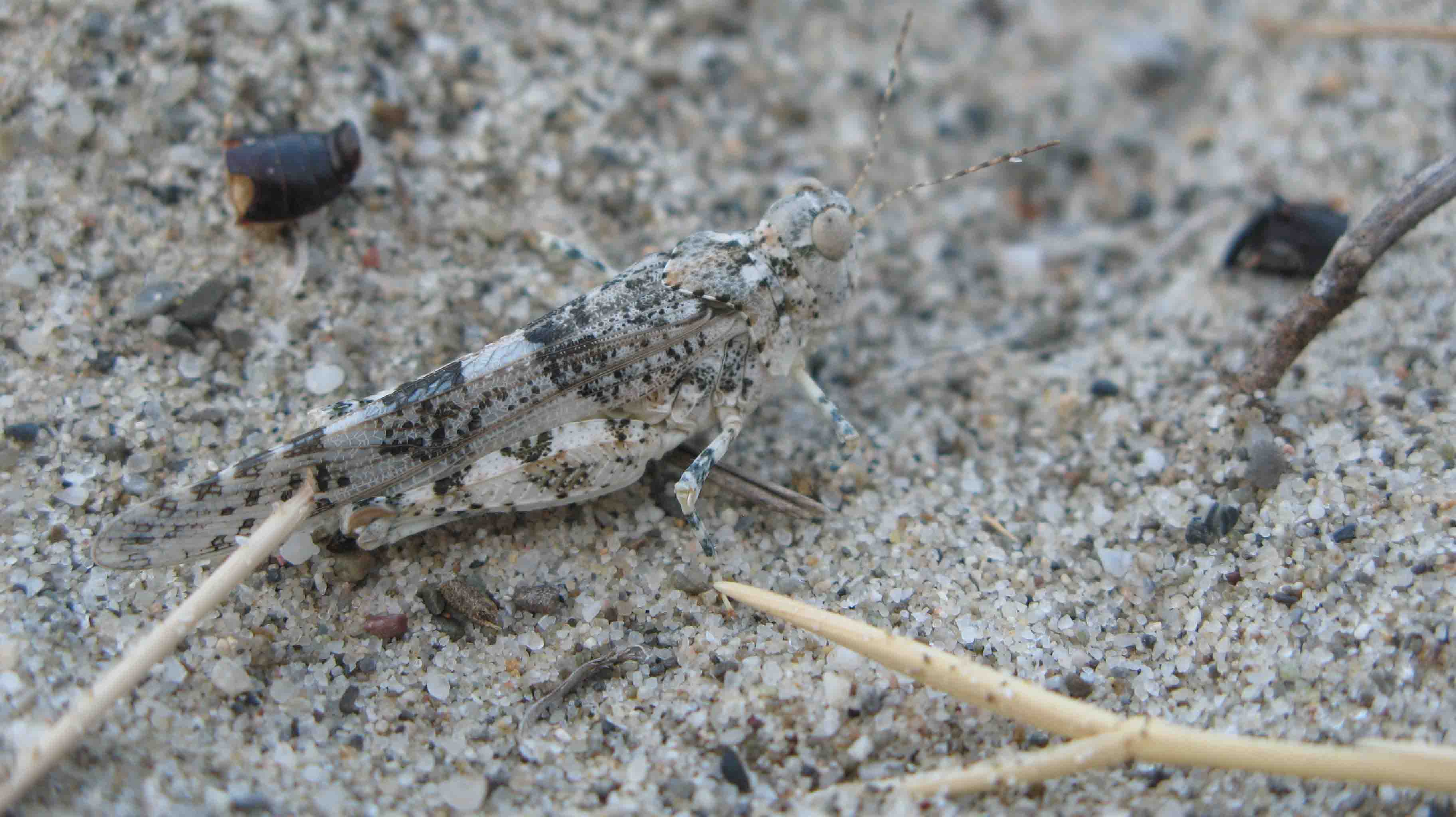 cavalletta delle duna da identificare