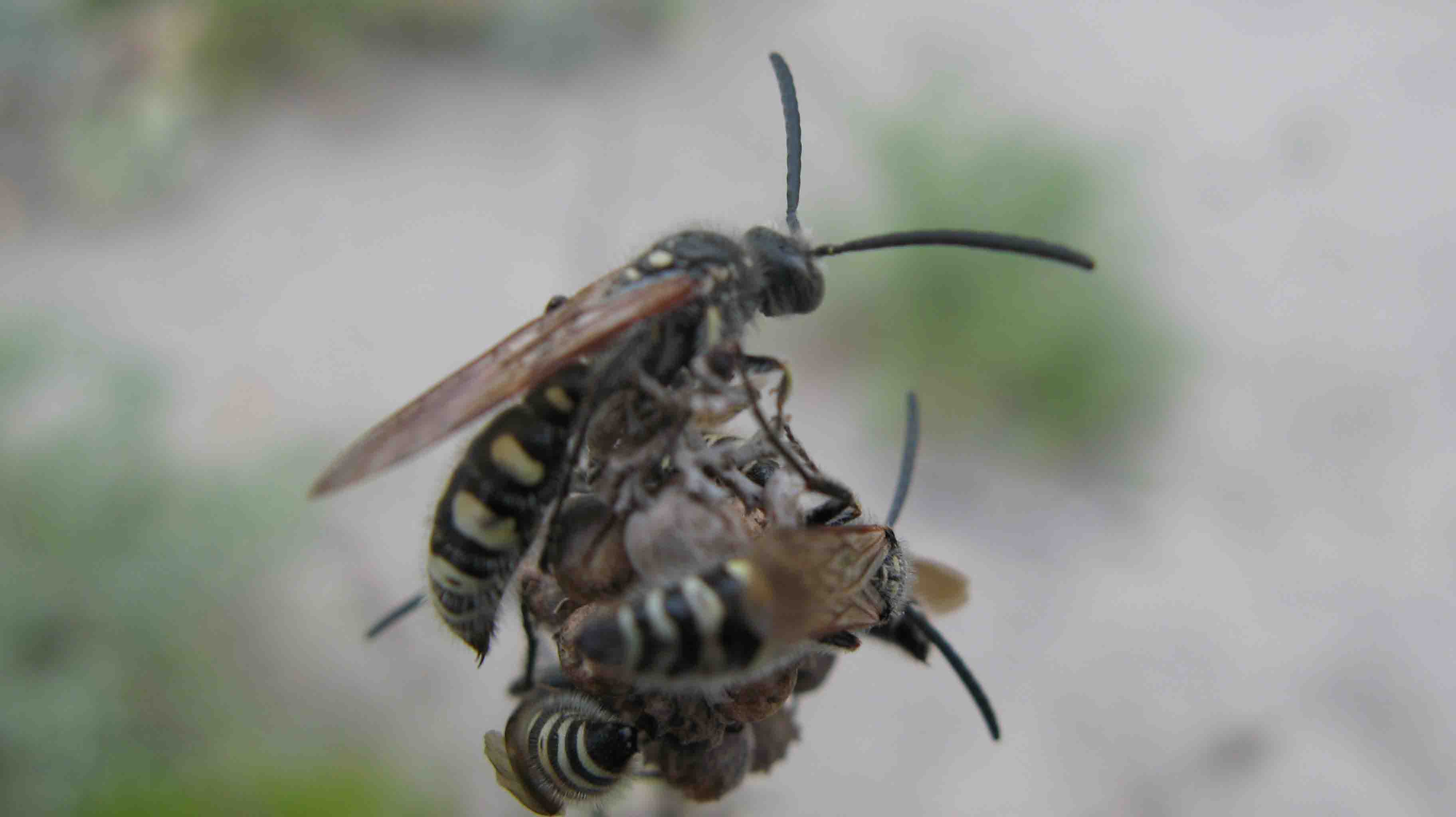 Maschi di Colpa sexmaculata