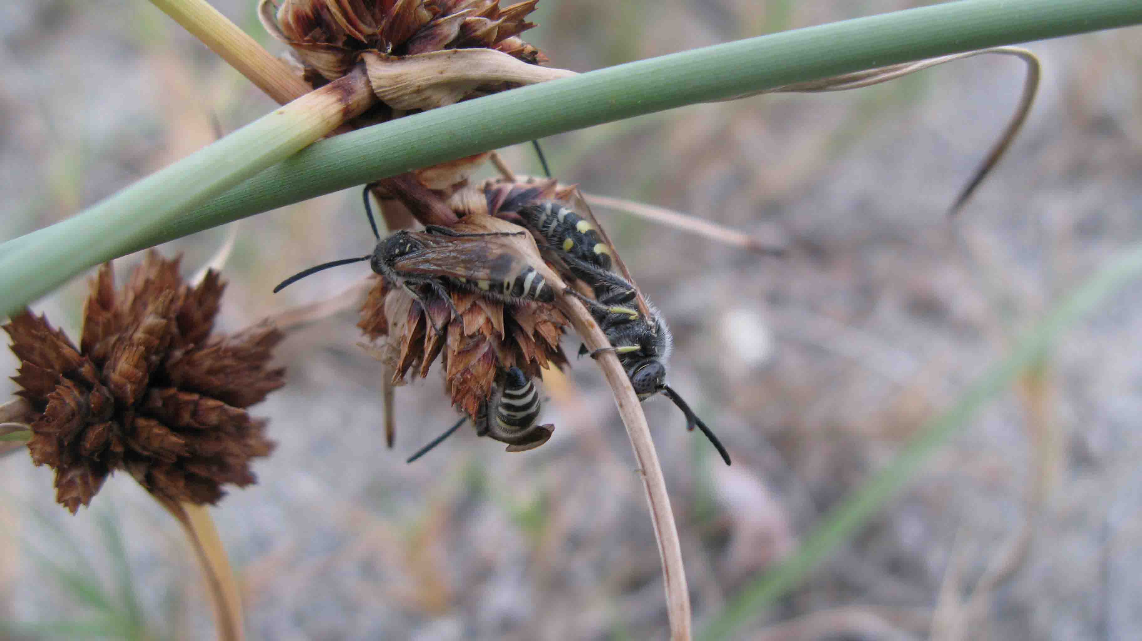 Maschi di Colpa sexmaculata