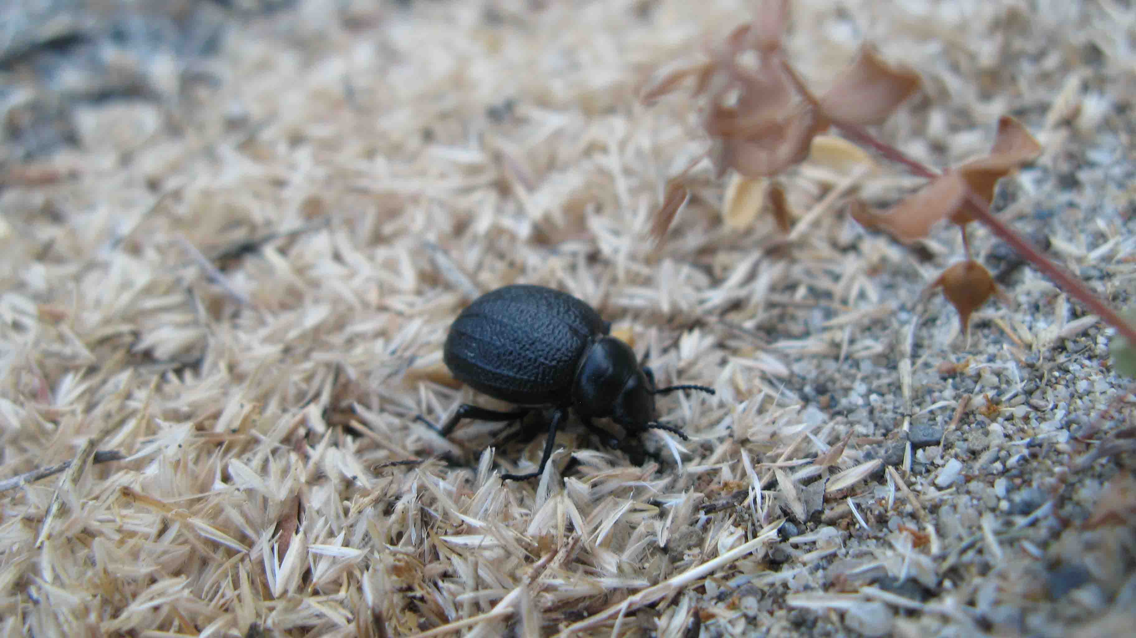 abitante delle dune (Pimelia bipunctata?)