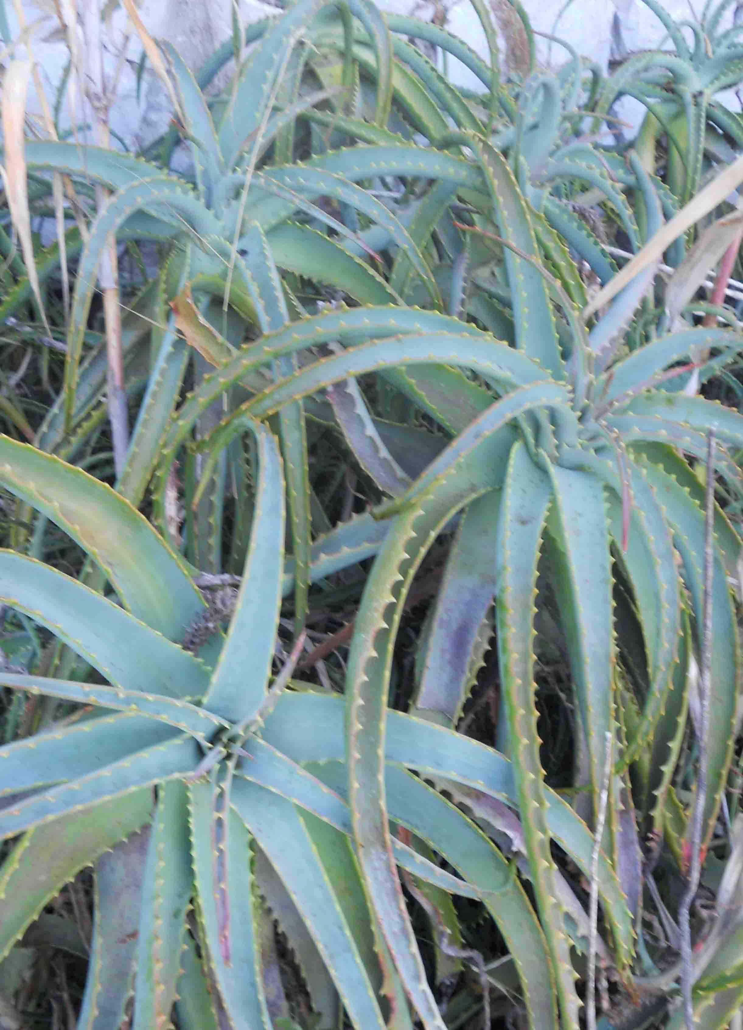 Aloe cfr. arborescens (Asparagales - Xanthrrhoesceae)