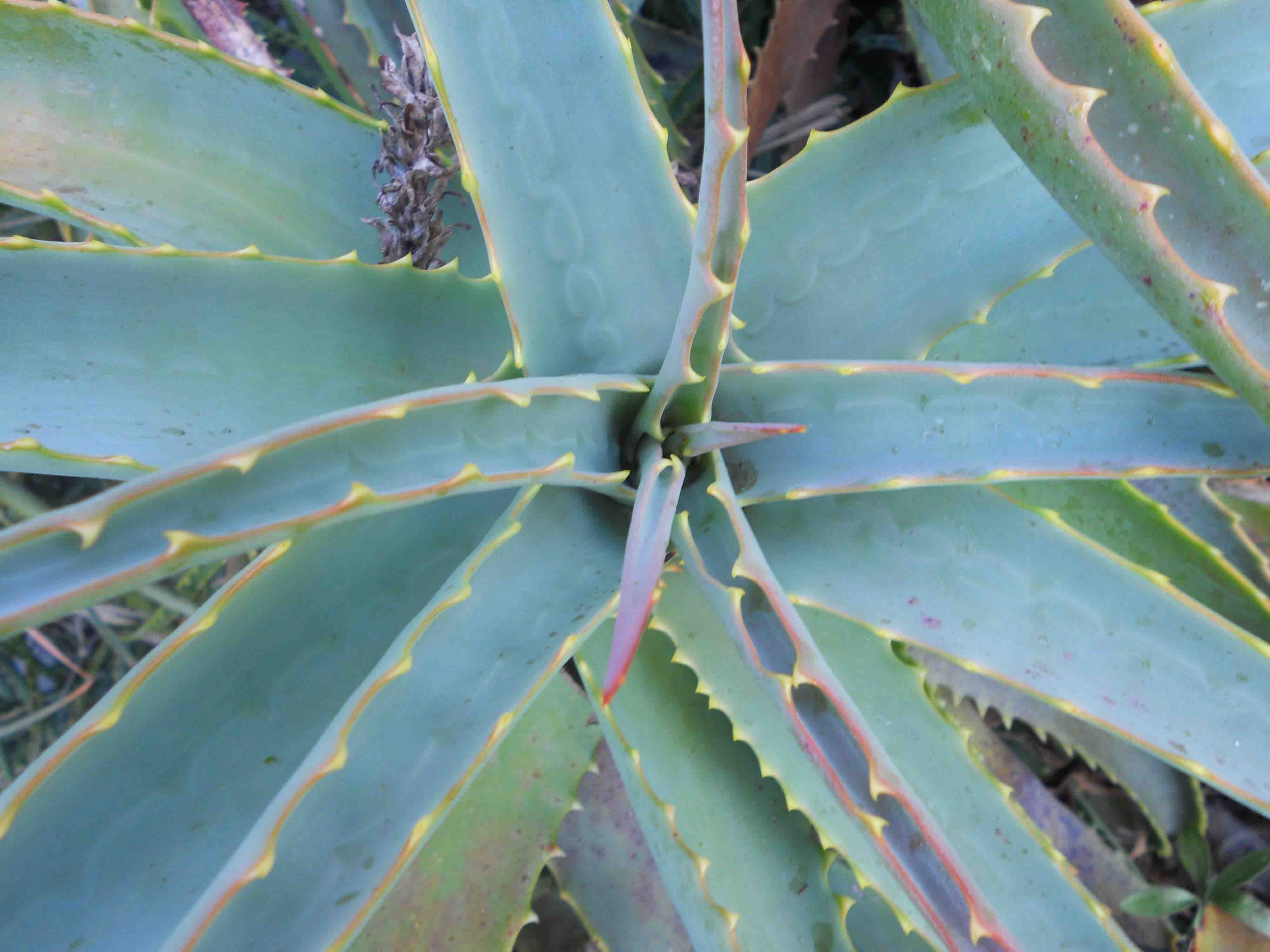 Aloe cfr. arborescens (Asparagales - Xanthrrhoesceae)