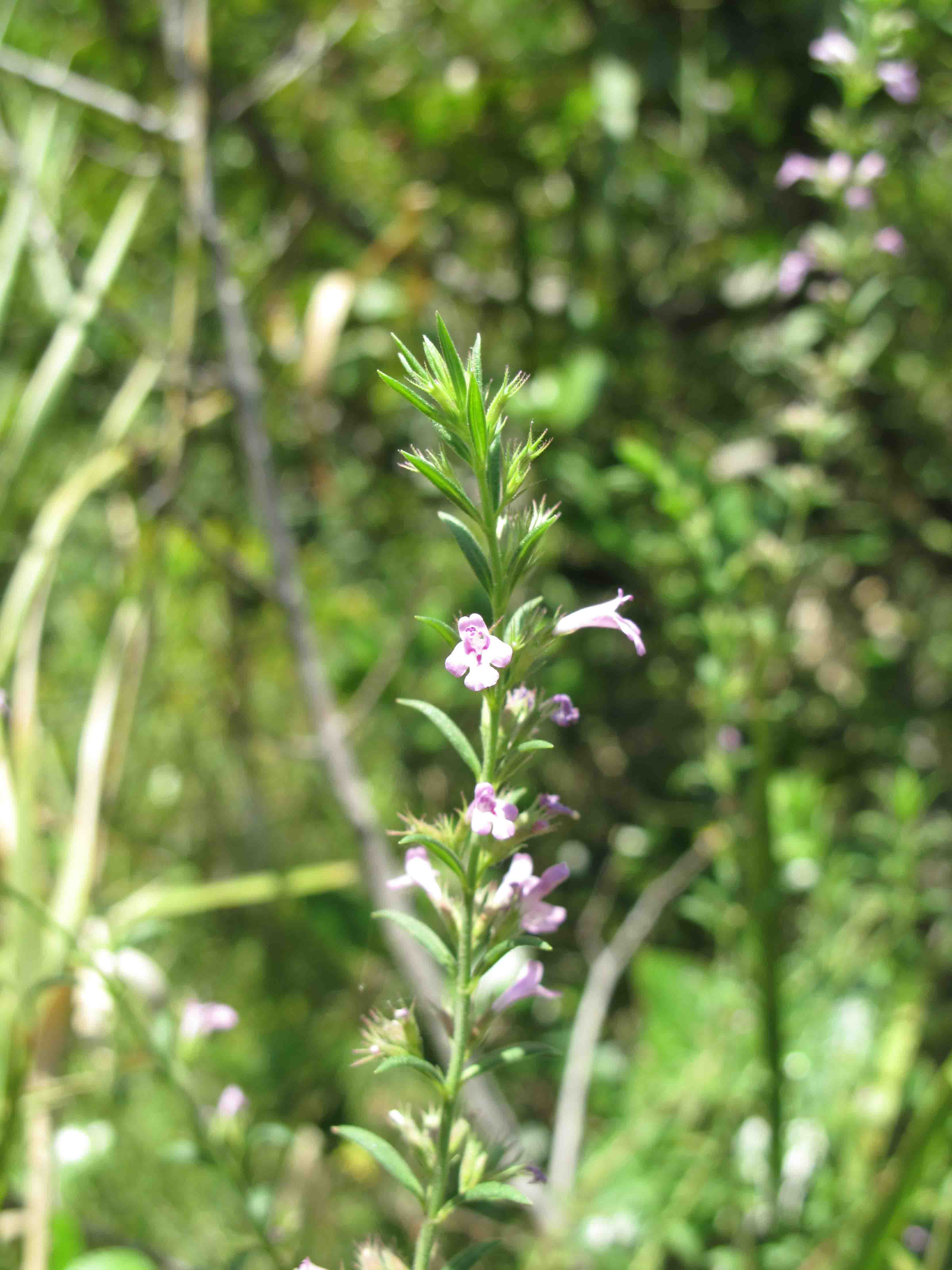 Micromeria graeca