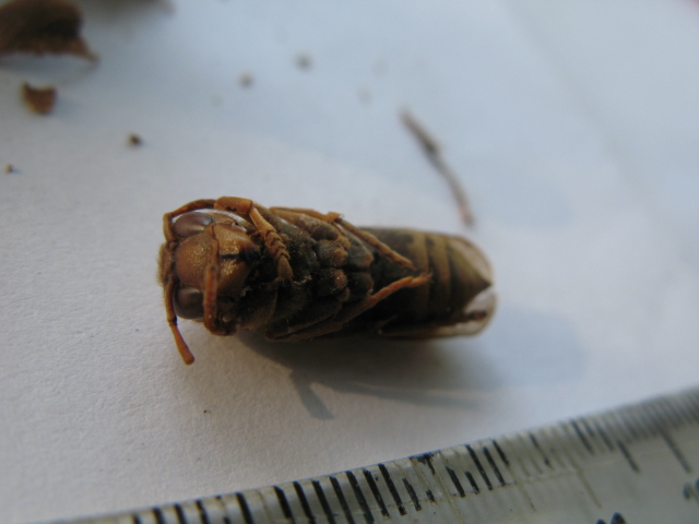 Nido distrutto di Vespa crabro