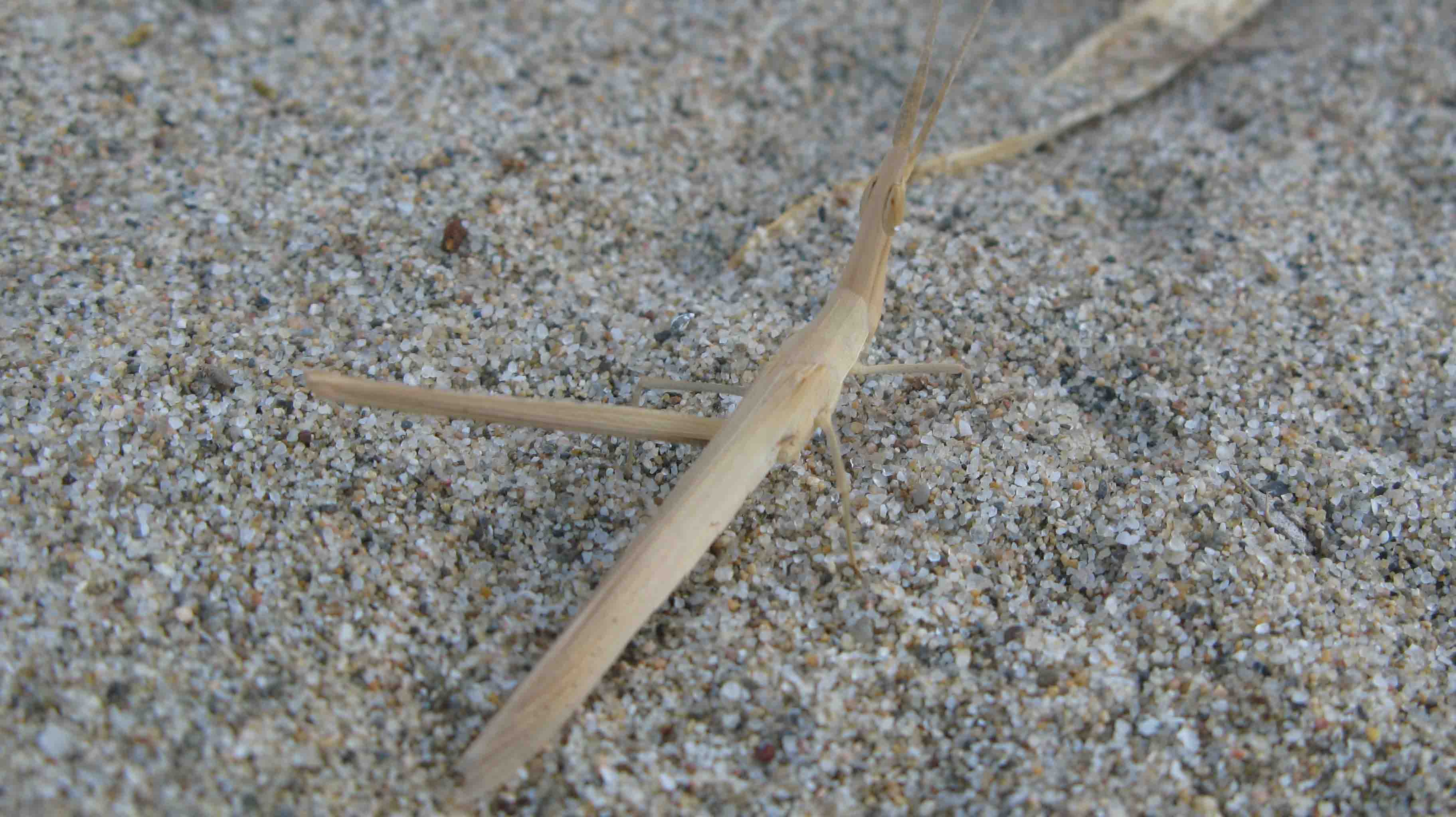 ortottero delle dune da identificare