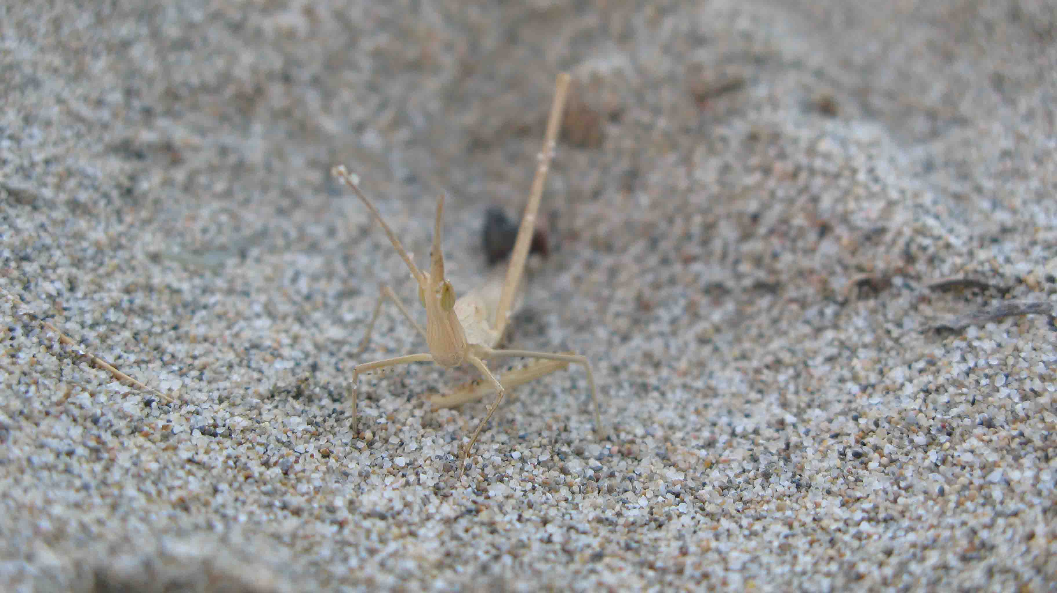 ortottero delle dune da identificare