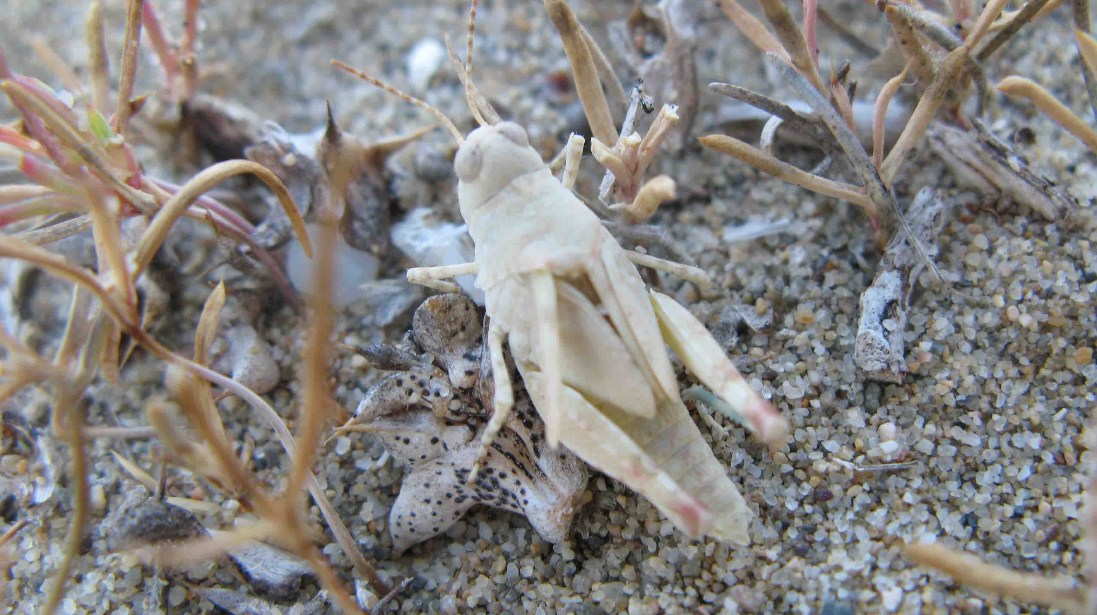 altra cavalletta delle dune da identificare