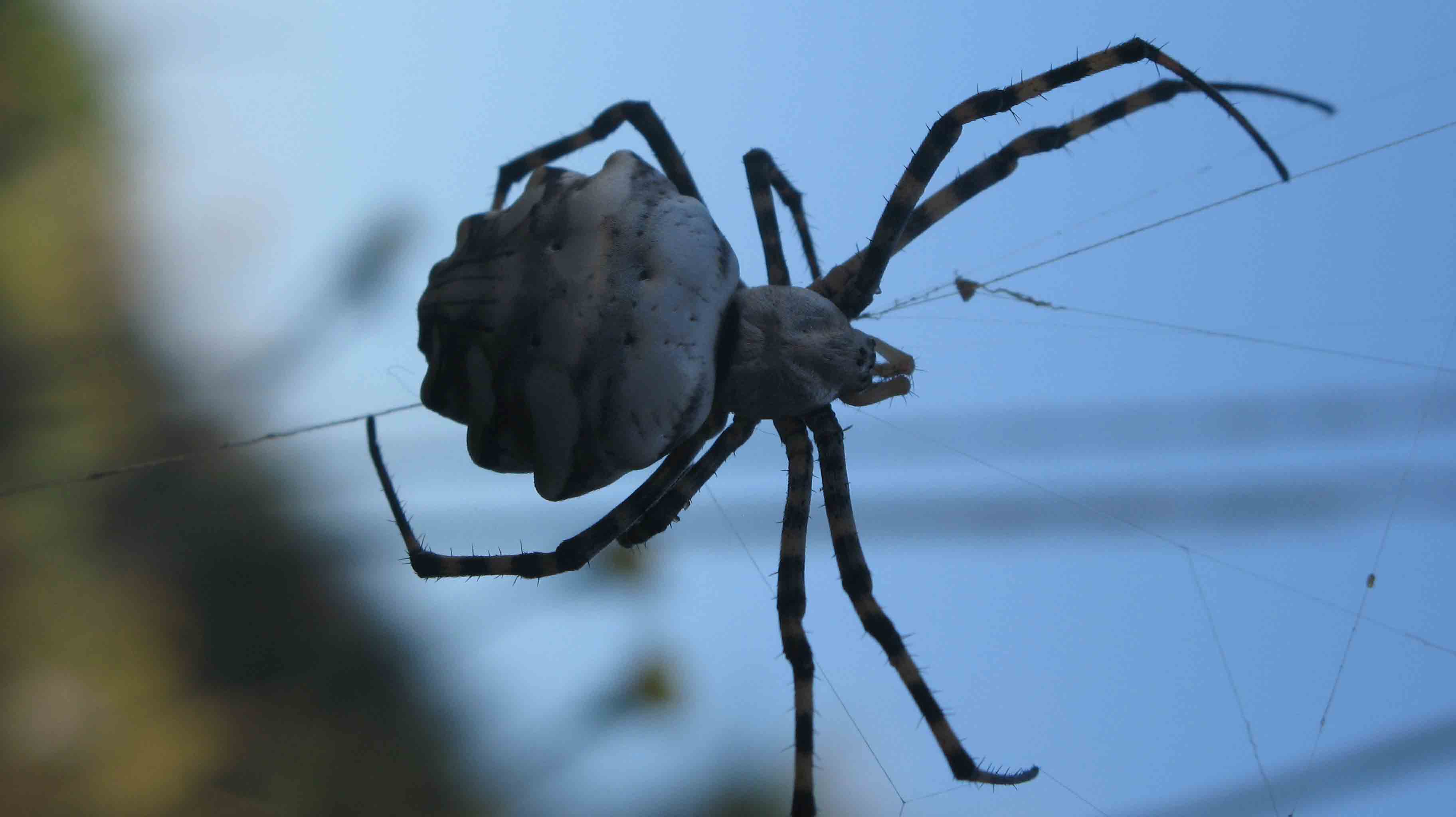 Argiope lobata