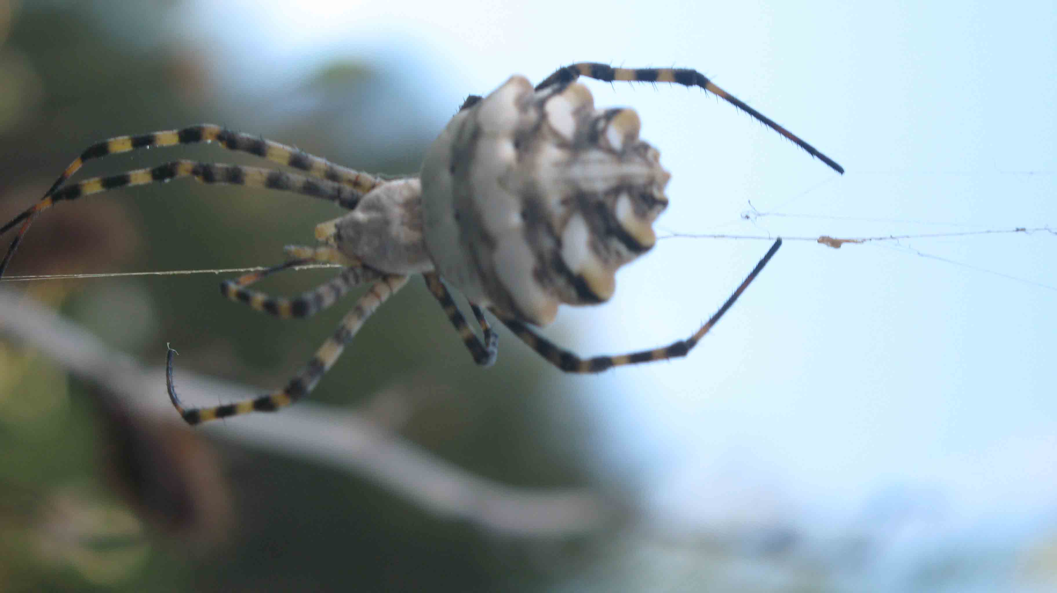 Argiope lobata