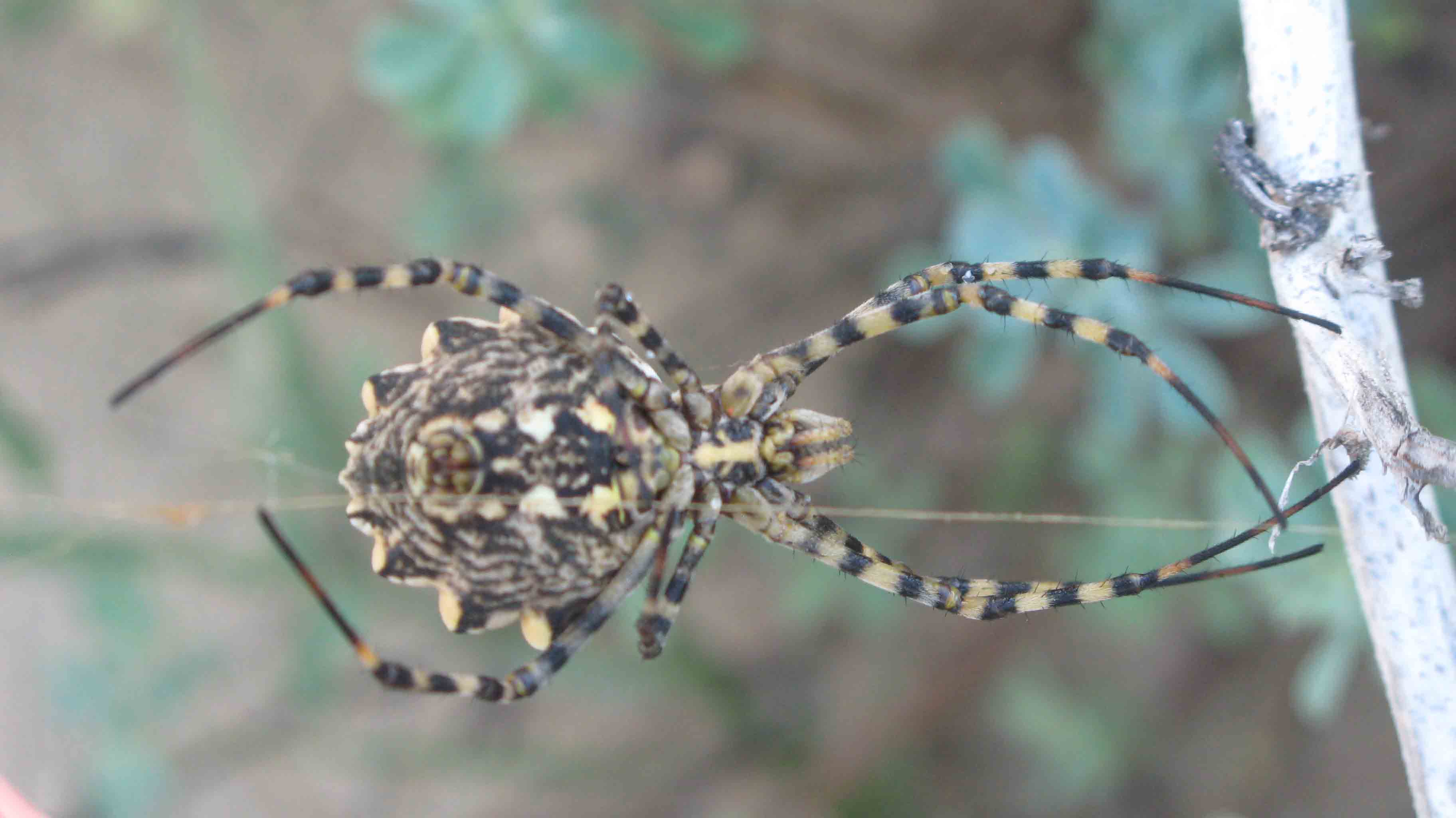 Argiope lobata