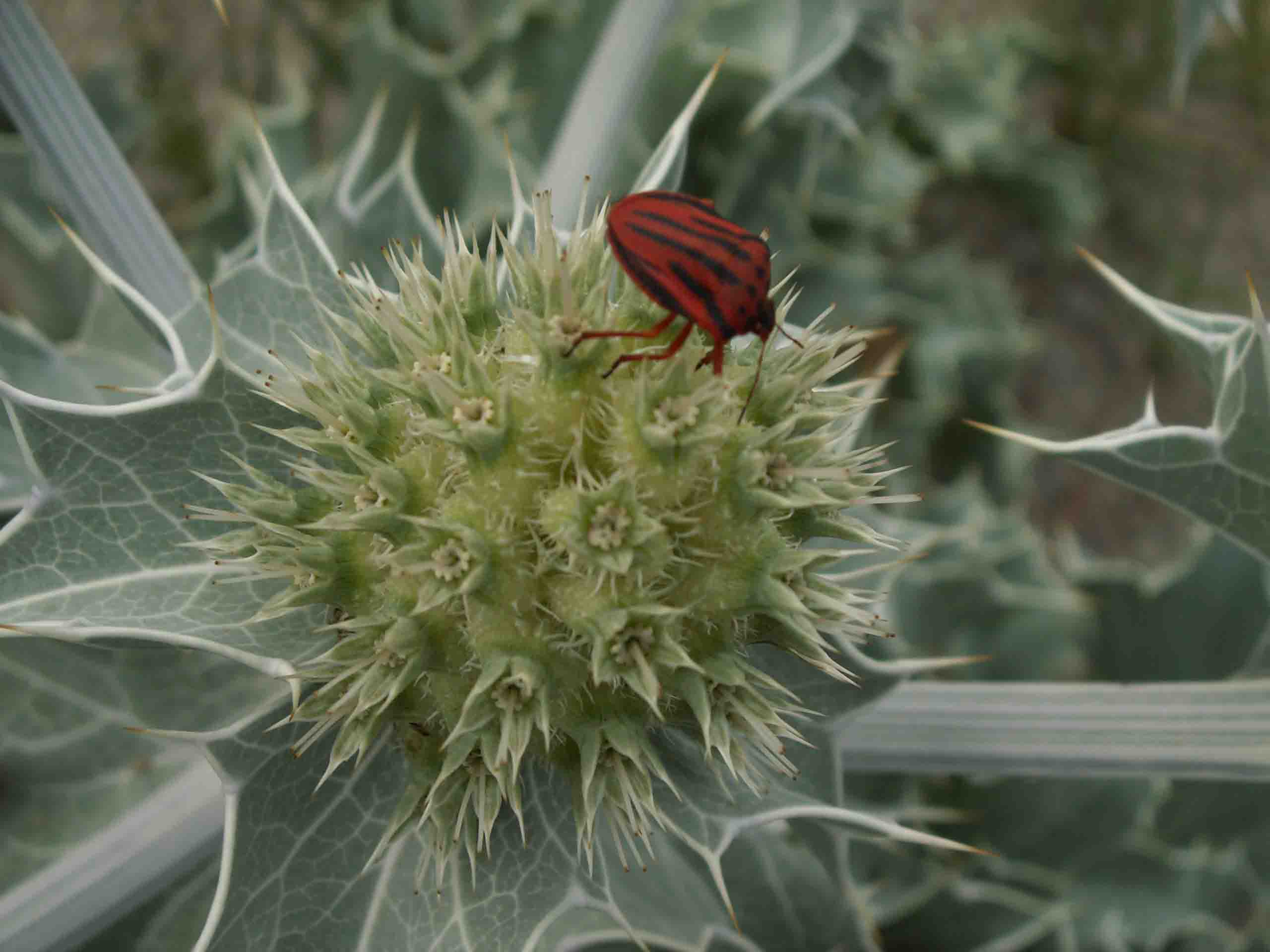 Pentatomidae: Graphosoma semipunctatum di Marina di Camerota