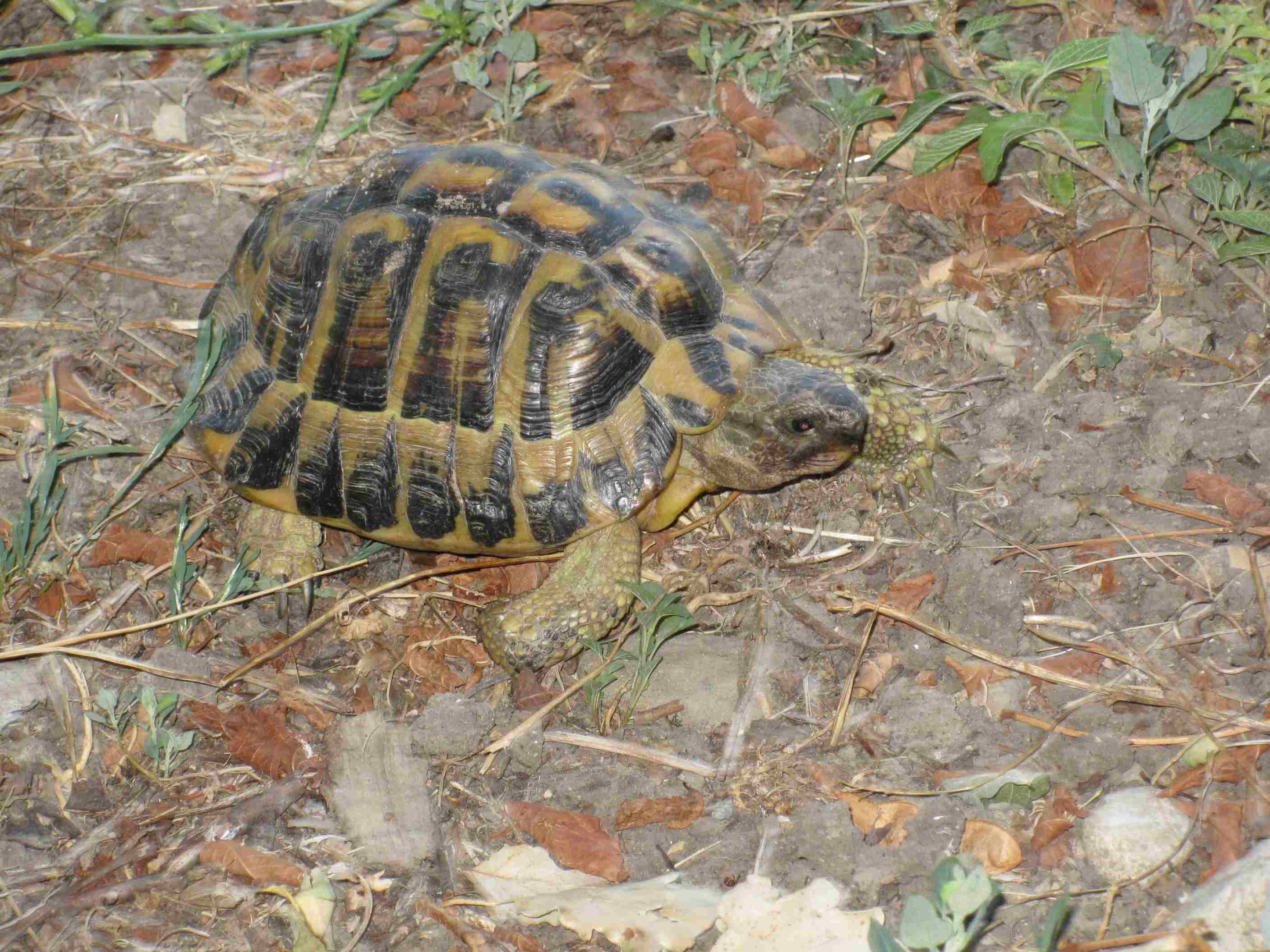 Testudo hermanni