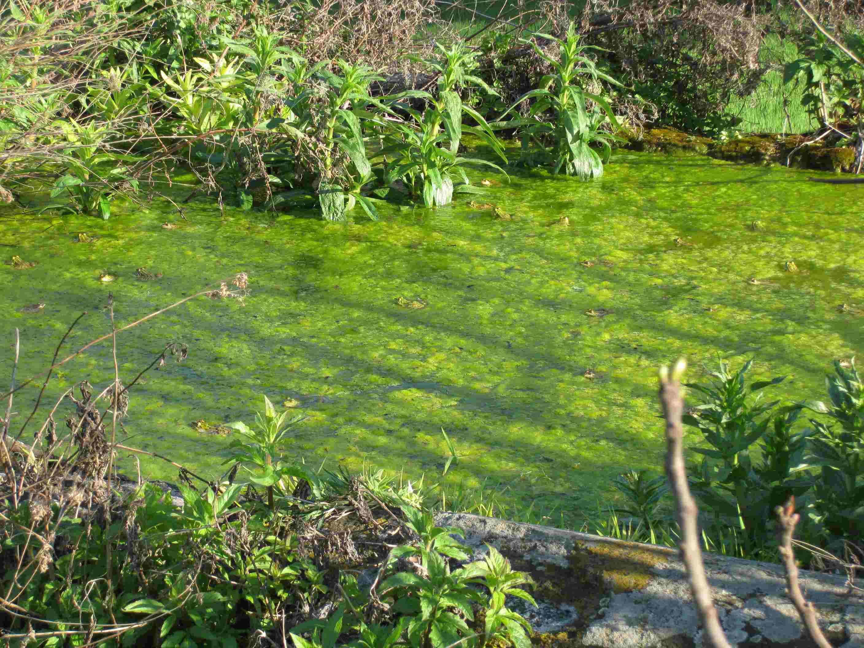 saranno pure comuni per quante ce n''erano