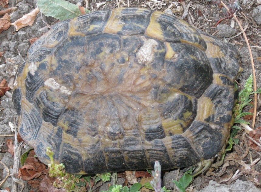 Testudo hermanni