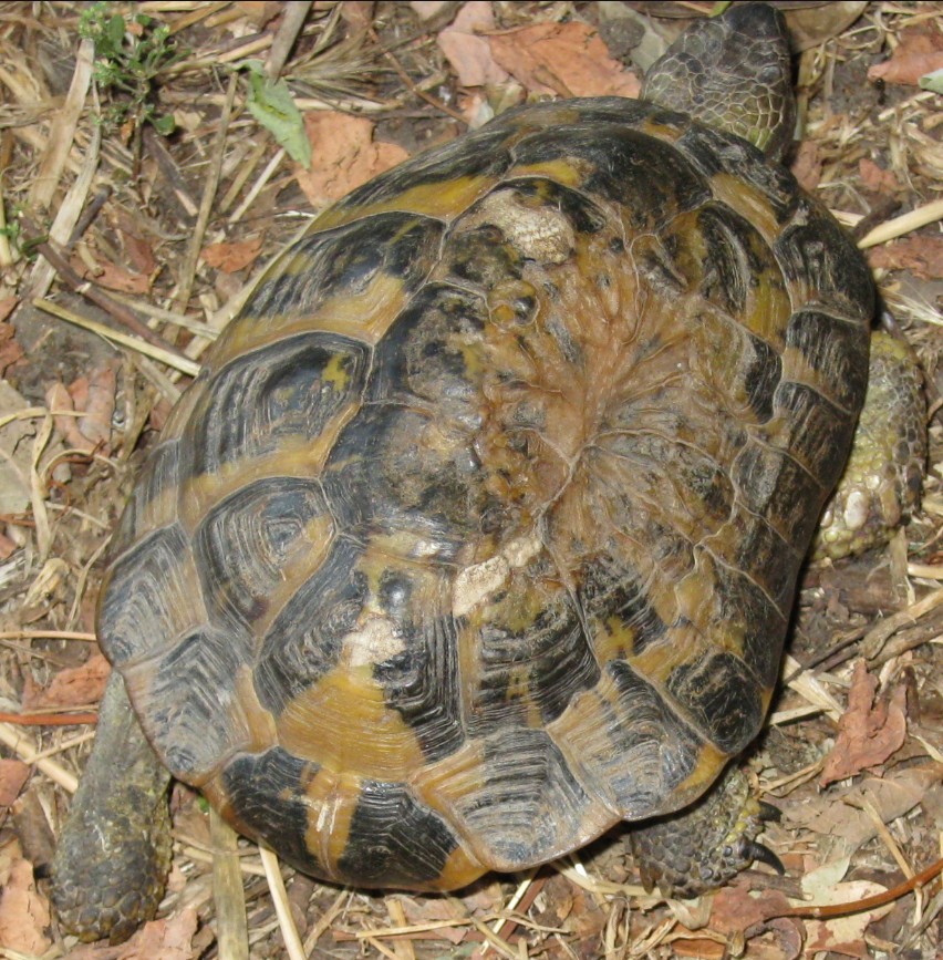 Testudo hermanni