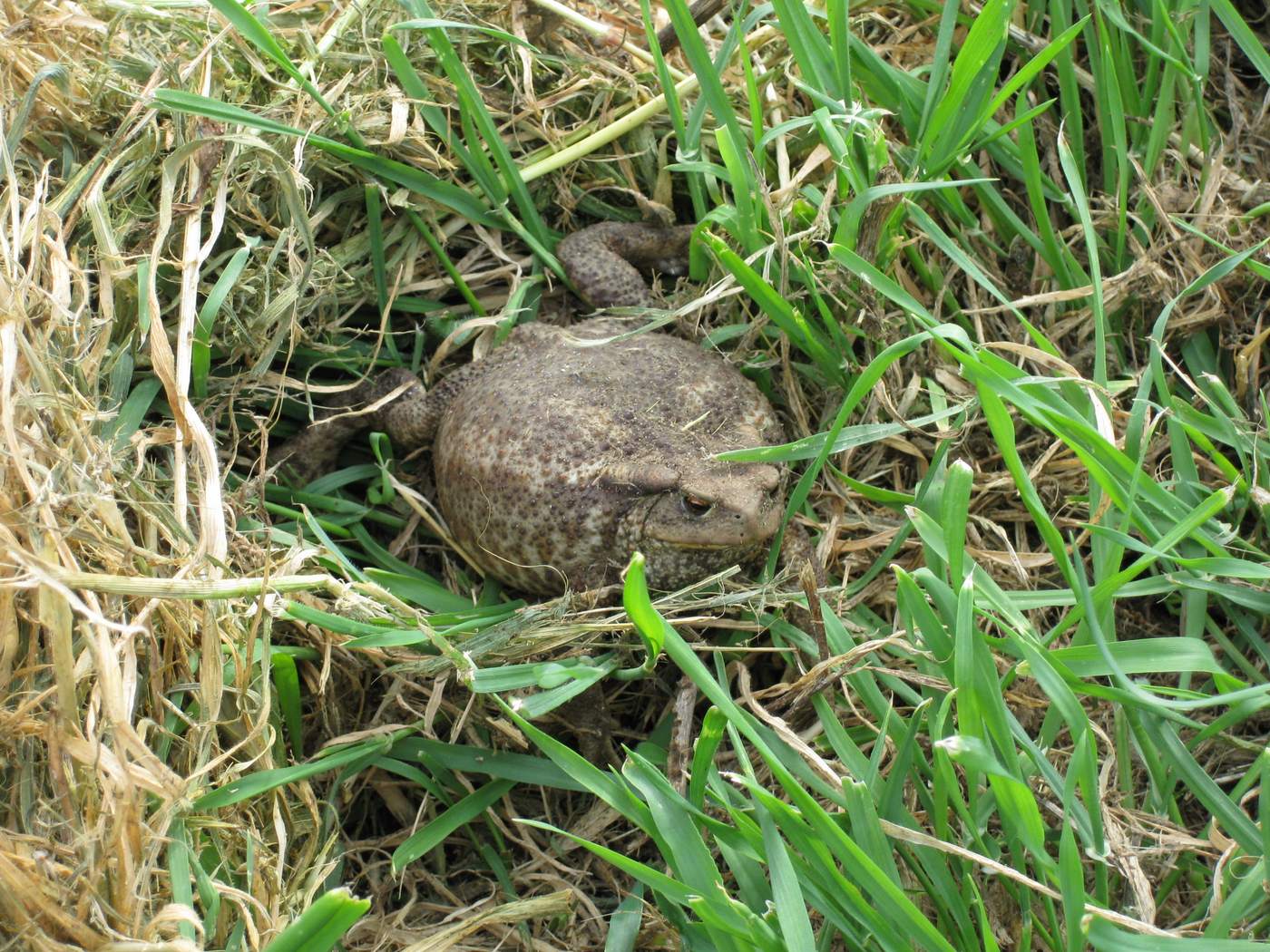 avr riportato lesioni? Bufo bufo in atteggiamento difensivo