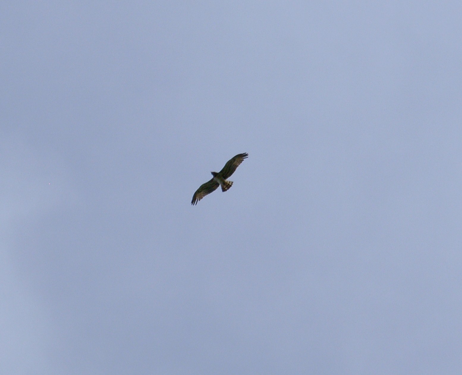 Riconoscimento rapace diurno