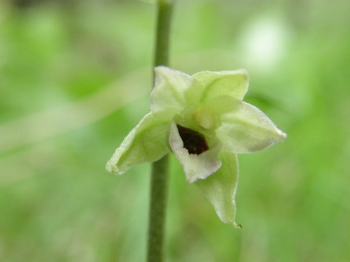 Epipactis muelleri - Alpi Apuane