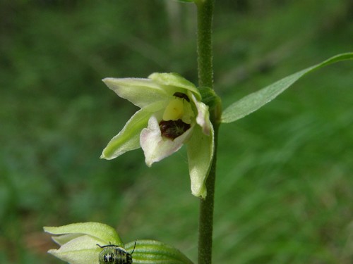 Epipactis muelleri - Alpi Apuane