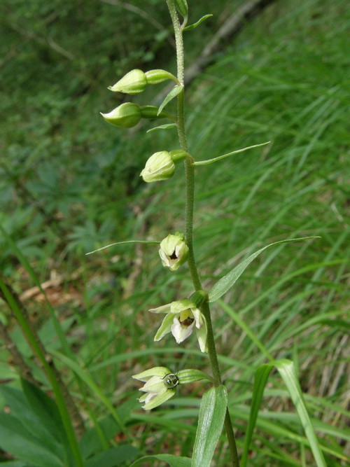 Epipactis muelleri - Alpi Apuane