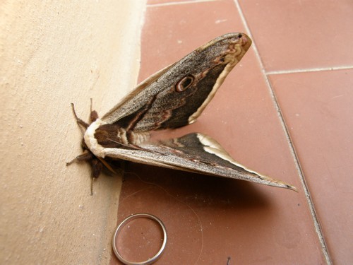 identificazione - Saturnia (Saturnia) pyri