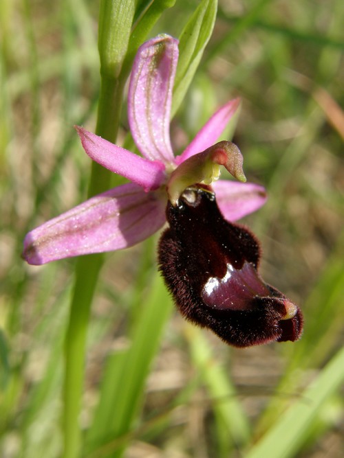 variabilit nella macula di Ophrys bertoloni