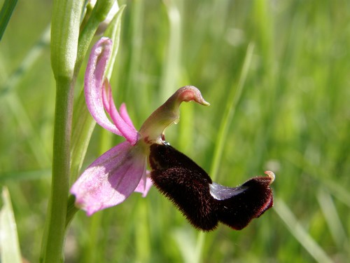 variabilit nella macula di Ophrys bertoloni