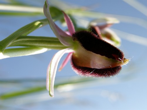 variabilit nella macula di Ophrys bertoloni