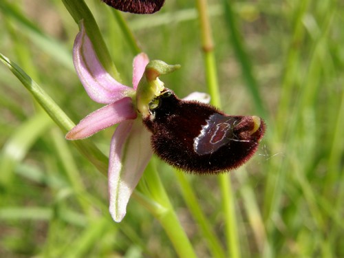 variabilit nella macula di Ophrys bertoloni