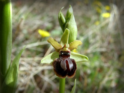 Ophrys tarquinia e garganica dalla Toscana (PI)