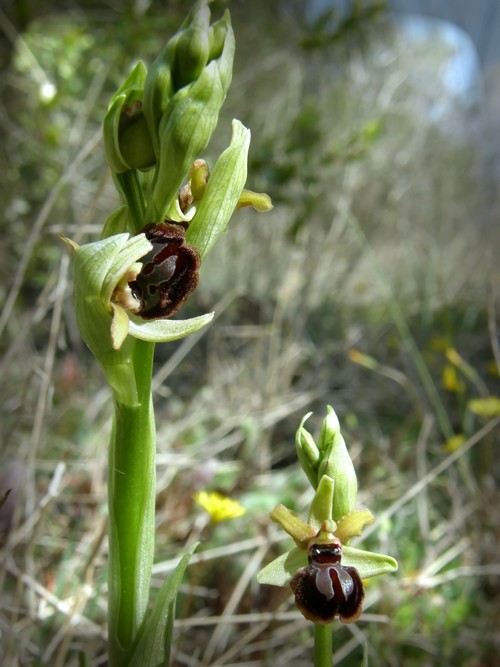 Ophrys tarquinia e garganica dalla Toscana (PI)