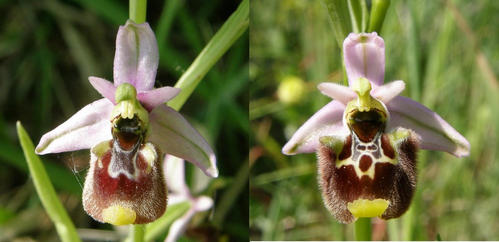 Ophrys holosericea: ibrido???