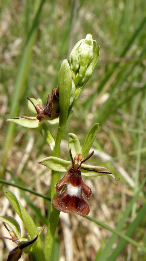 lusus di insectifera