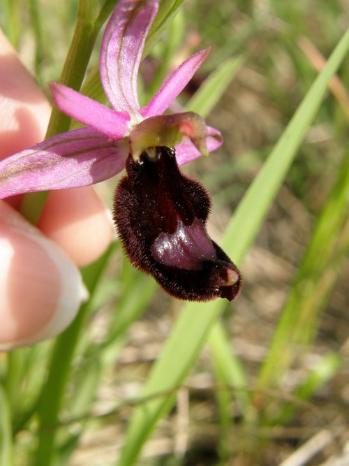 variabilit nella macula di Ophrys bertoloni