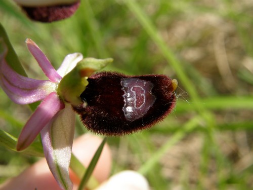 Ophrys holosericea: ibrido???